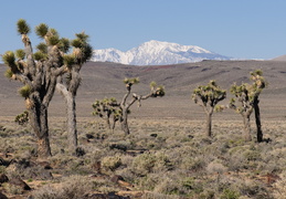 joshua trees & snowy peaks